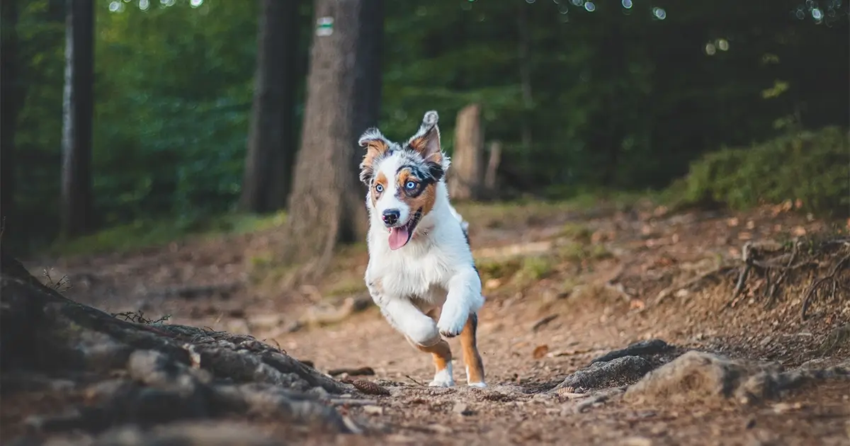 dog running in the forest